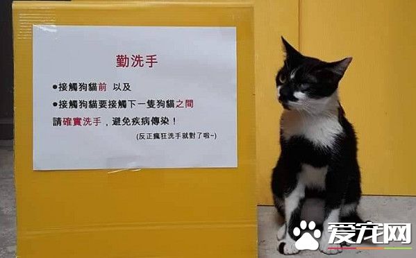 爱蹭讨摸的独眼猫 亲人性格成动物之家的迎宾猫