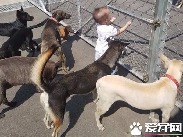 超温馨画面！萌宝跌倒引六只汪汪安慰呼呼