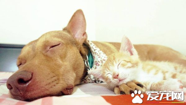 温暖！治愈犬和爱人猫的大家庭 有故事的一狗三猫