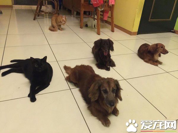 后脑勺好闻吗? 萌娃抱黑猫后脑勺狂吸