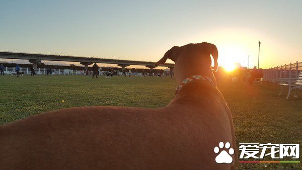 个性亲人亲狗又活泼的狗狗 长大后意外和牛撞型