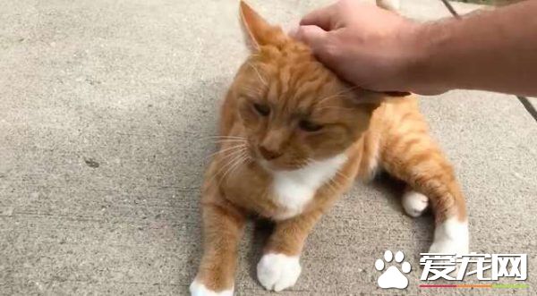 外国男子幸遇橘猫好邻居 总要蹭蹭讨摸