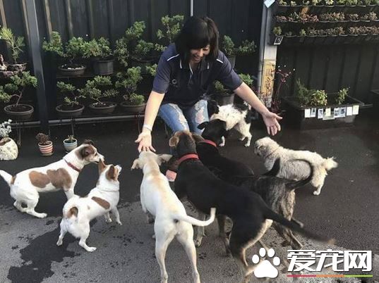 爱需要采取行动 希望大家能以领养代替购买