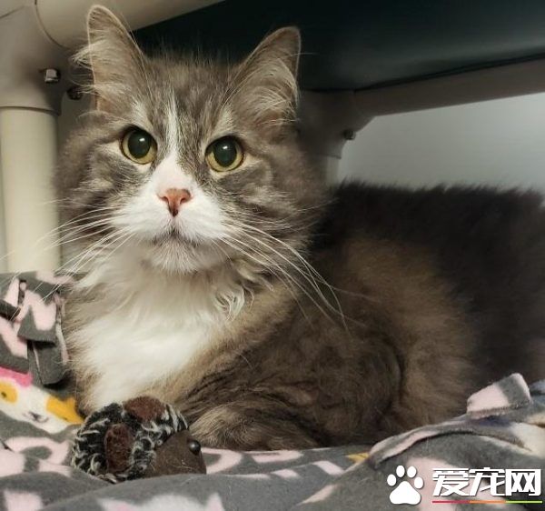 资深副总裁失业 11岁猫咪被好心夫妻收养