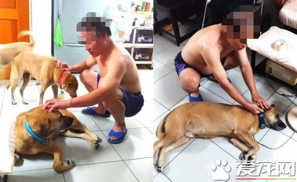 这爸爸是不是有2个人格? 爸爸对狗和女儿的差别对话