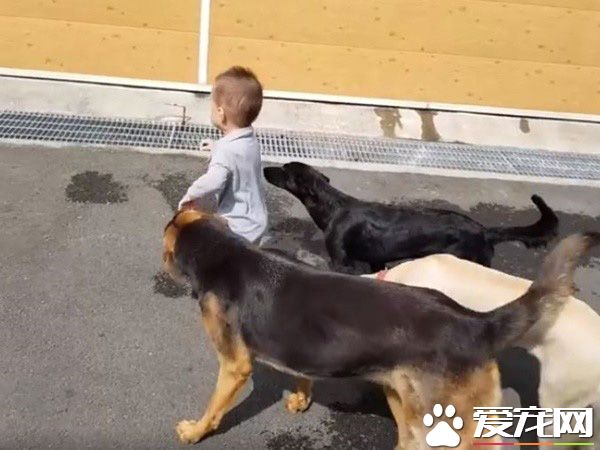 超温馨画面！萌宝跌倒引六只汪汪安慰呼呼