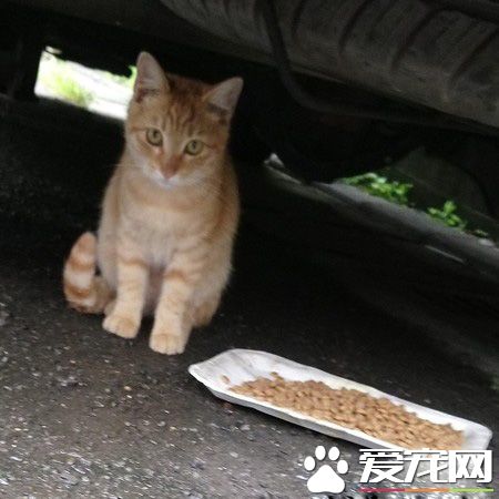 下一餐还会有吗? 可爱橘猫让爱妈无奈又心疼