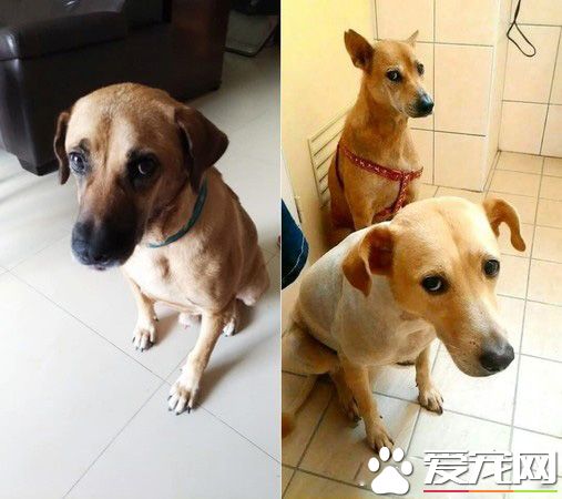 这爸爸是不是有2个人格? 爸爸对狗和女儿的差别对话