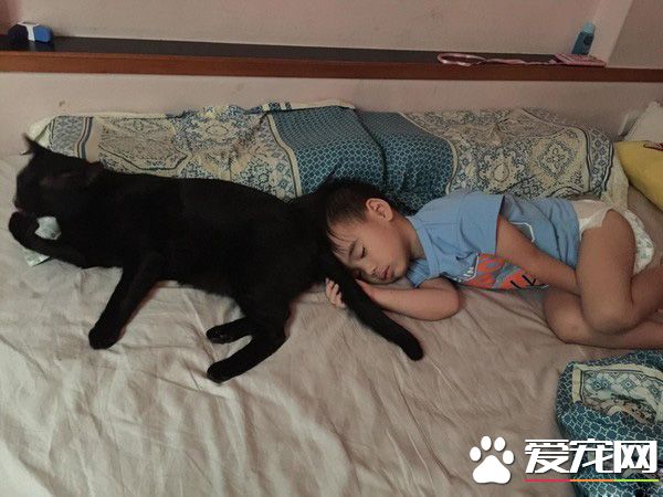 后脑勺好闻吗? 萌娃抱黑猫后脑勺狂吸