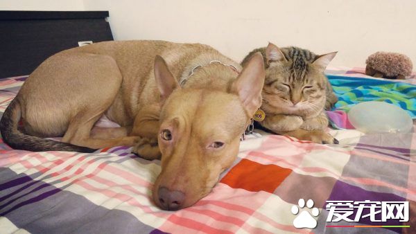 温暖！治愈犬和爱人猫的大家庭 有故事的一狗三猫