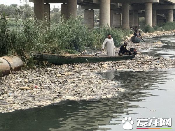 伊拉克大量鱼类离奇死亡 引发当地居民猜疑恐慌
