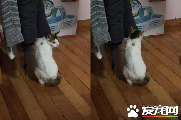 后脑勺好闻吗? 萌娃抱黑猫后脑勺狂吸