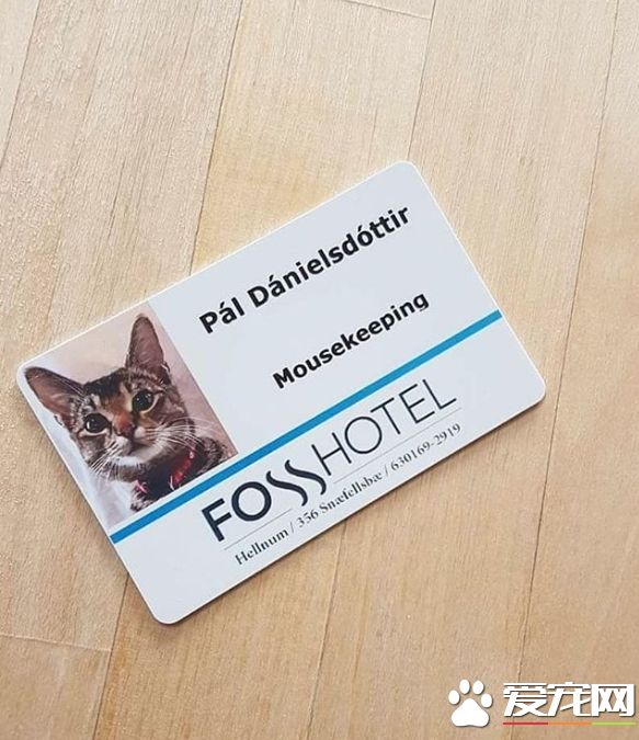 超可爱猫咪捕鼠员 被饭店正式聘用还有专属员工证