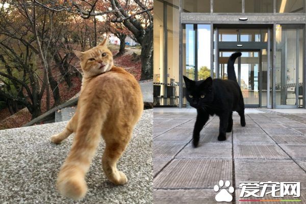 喵星人想进美术馆 和保全的攻防互动在网络上爆红