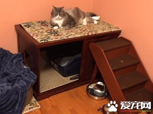 资深副总裁失业 11岁猫咪被好心夫妻收养