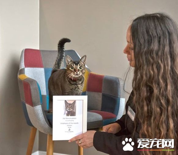 超可爱猫咪捕鼠员 被饭店正式聘用还有专属员工证