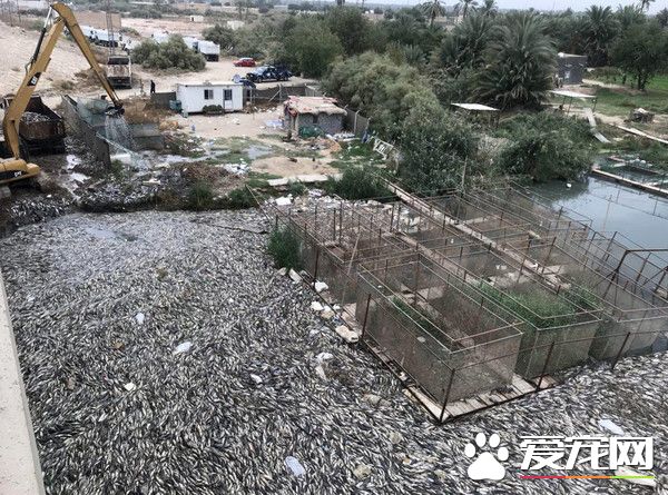 伊拉克大量鱼类离奇死亡 引发当地居民猜疑恐慌