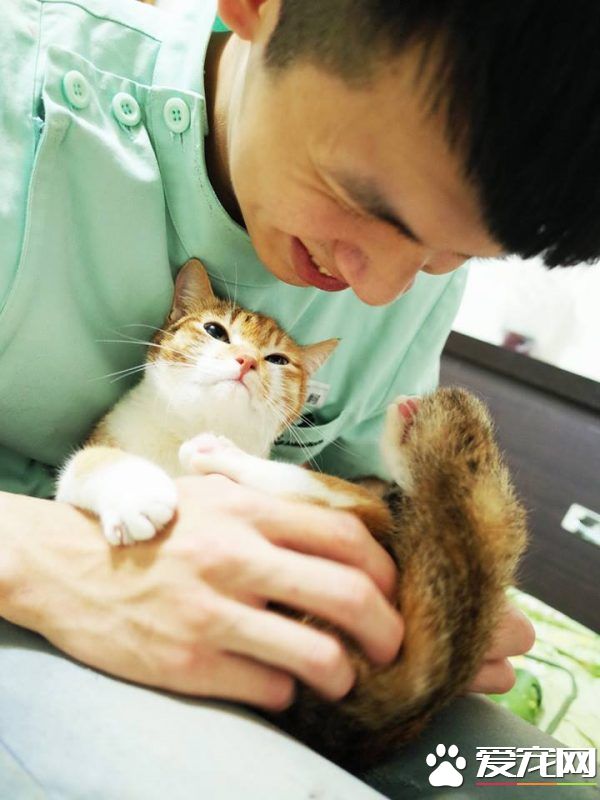 温暖！治愈犬和爱人猫的大家庭 有故事的一狗三猫