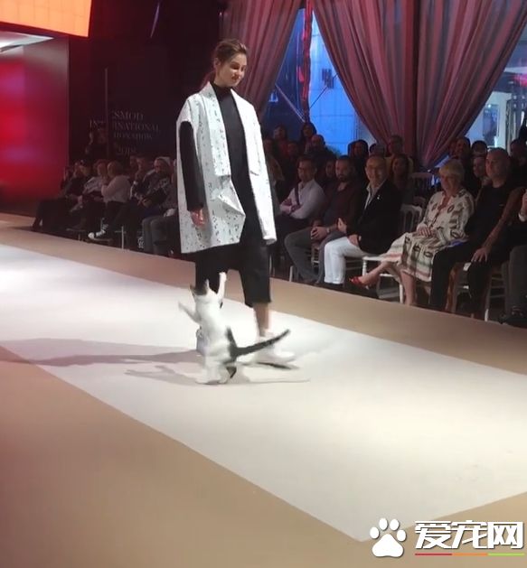 土耳其时尚秀出现未受邀猫咪嘉宾 超专业走台步