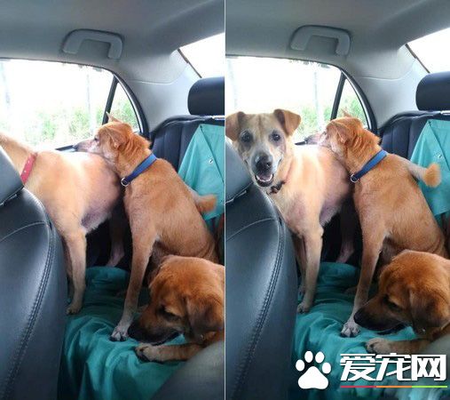 这爸爸是不是有2个人格? 爸爸对狗和女儿的差别对话