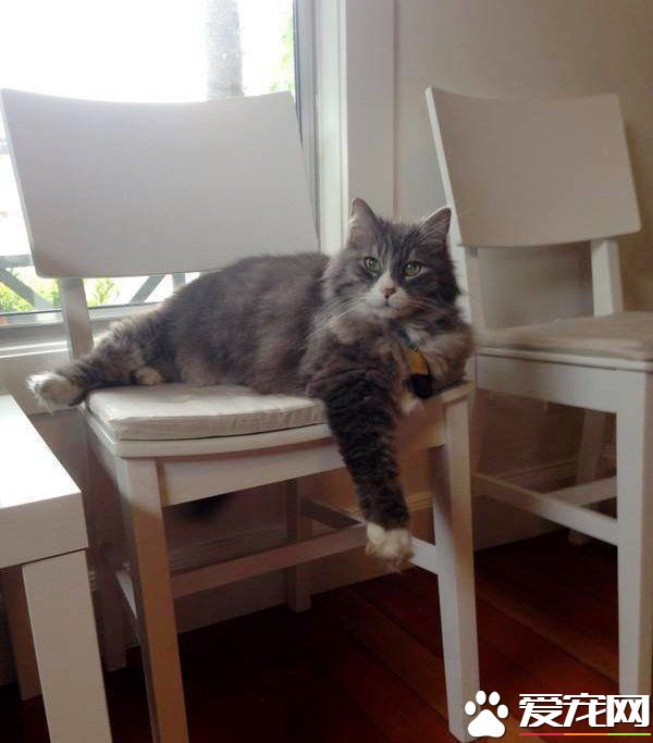 资深副总裁失业 11岁猫咪被好心夫妻收养