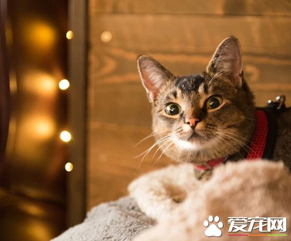 超可爱猫咪捕鼠员 被饭店正式聘用还有专属员工证