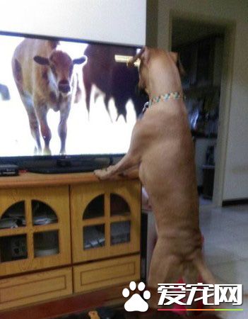 个性亲人亲狗又活泼的狗狗 长大后意外和牛撞型