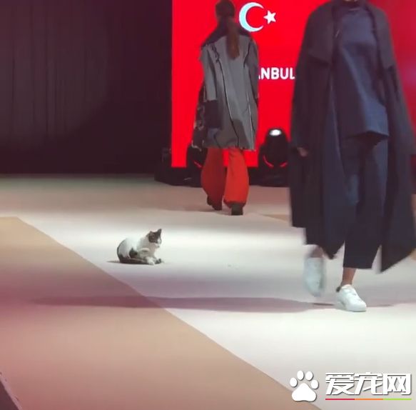 土耳其时尚秀出现未受邀猫咪嘉宾 超专业走台步