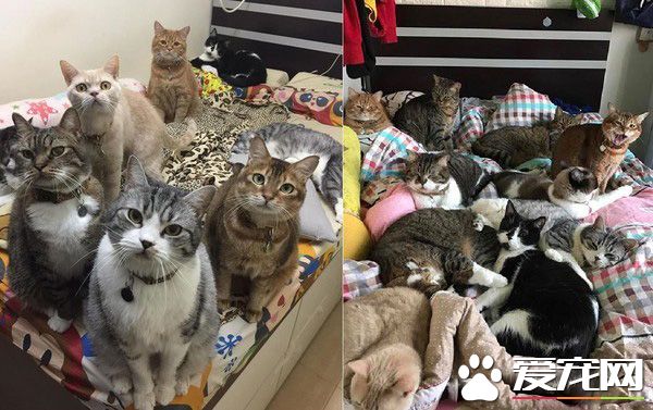 令主人哭笑不得 猫主子悠哉躺睡炒菜锅