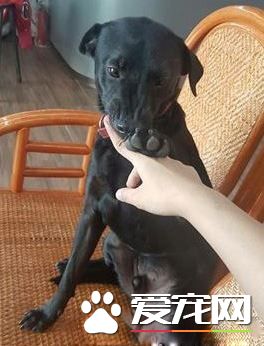 爱需要采取行动 希望大家能以领养代替购买