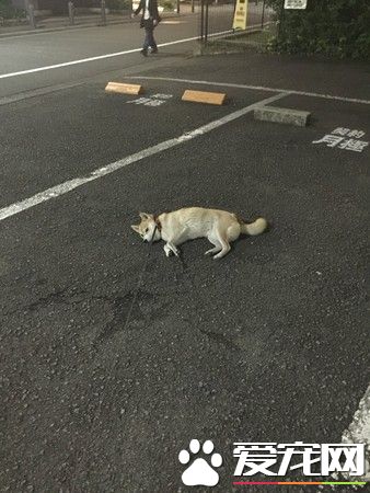 一招让任性柴柴认输 神奇让赖半路不肯动的懒柴起身