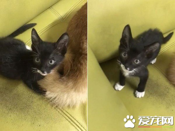 猫界拳王诞生了！爱上对着青蛙玩偶练功夫的萌猫