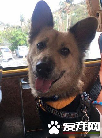 汪星人旅行团 下车都是狗惊讶到路人