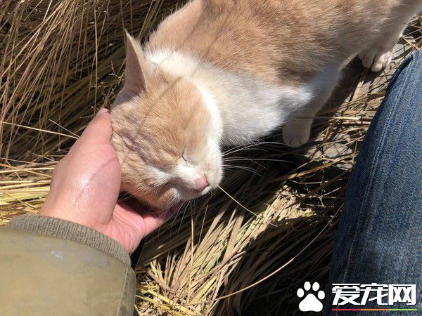 要是再不走一定走不了 旅途偶遇亲人猫咪不舍离开