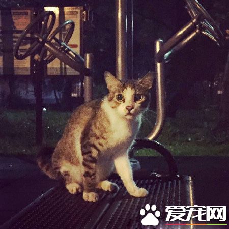 用爱卸下防心！浪猫历经10个多月才给摸抱