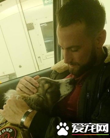 飞越3000公里！战乱幸存狗狗陪伴军人爸爸克服创伤