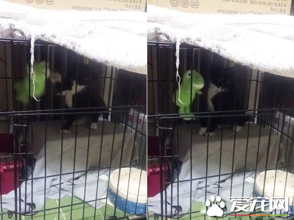 猫界拳王诞生了！爱上对着青蛙玩偶练功夫的萌猫