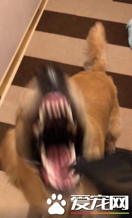 请叫我"吃"风毛孩！来看挑战吹风机汪汪