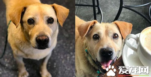 8岁拉拉被家人遗弃 病重守空房子苦等家人