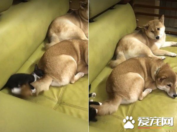 猫界拳王诞生了！爱上对着青蛙玩偶练功夫的萌猫