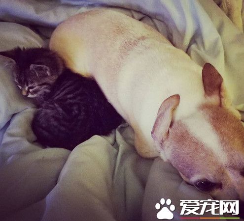 美国虎斑惨遭变态虐待 幸遇暖心车主被救起