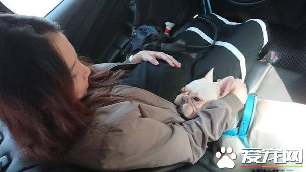 气到发抖！超萌法斗以为妈妈被欺负