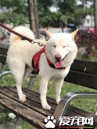 本汪才不是你养的！踩到地雷汪汪可是翻脸不认人的