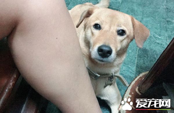 你一口我一口 阿公每天给金孙汪喂早餐