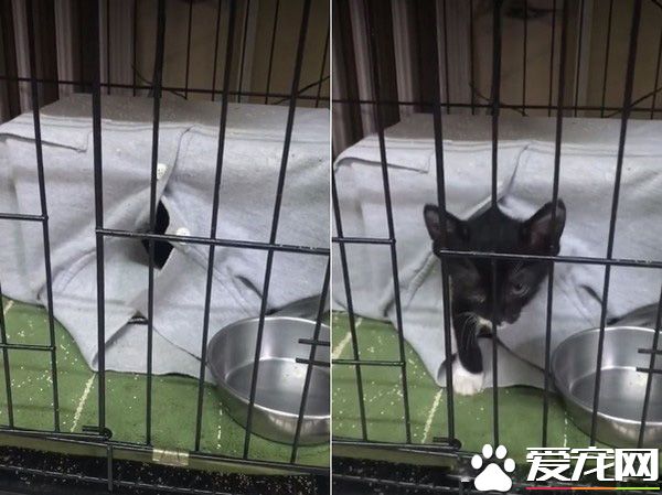 猫界拳王诞生了！爱上对着青蛙玩偶练功夫的萌猫