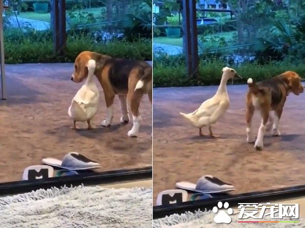 跨物种的友情！狗狗和鸭鸭超亲密抱抱