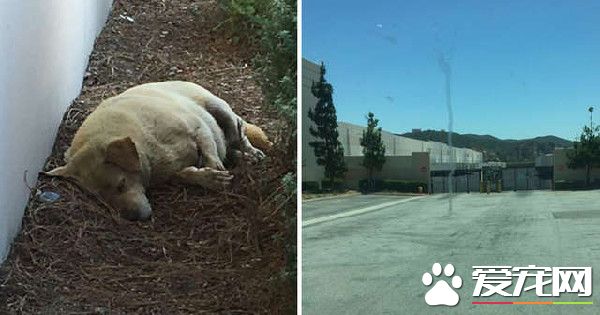 8岁拉拉被家人遗弃 病重守空房子苦等家人