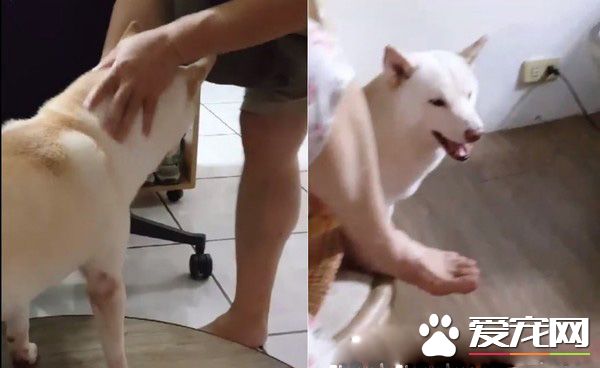 本汪才不是你养的！踩到地雷汪汪可是翻脸不认人的