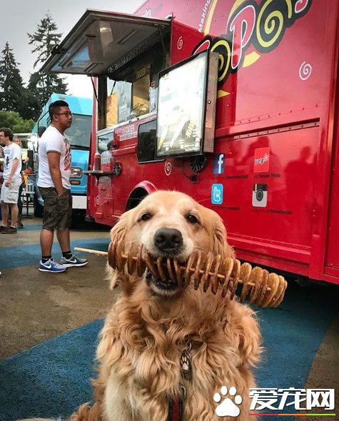 萌犬叼着热狗堡配合主人拍照 超乖巧的模样萌翻天