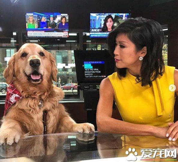 萌犬叼着热狗堡配合主人拍照 超乖巧的模样萌翻天